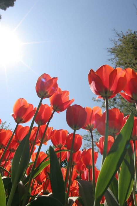 Tulipes a Morges 2007 - 011